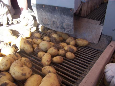 image Recolecta de patatas