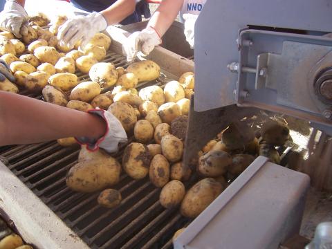 image Recolecta de patatas