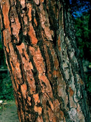 image Corteza del tronco de un pino