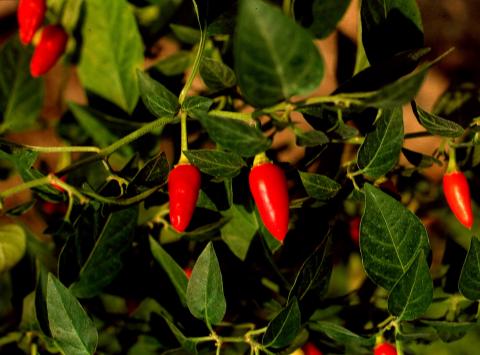 image Guindilla (Capsicum annum)