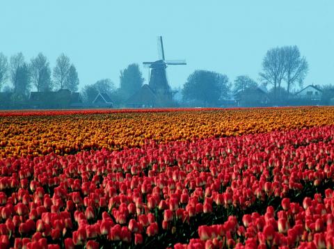 image Campo de tulipanes, Holanda