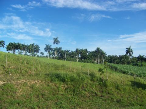 image Palmeras, Cuba