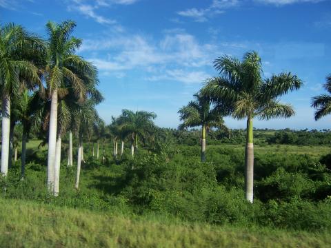 image Palmeras, Cuba