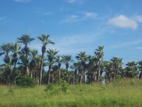 image Palmeras, Cuba
