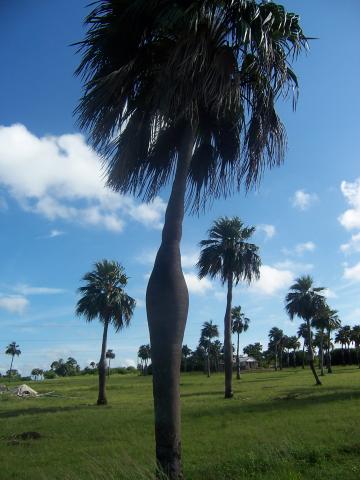 image Palmera barrigona, Cuba