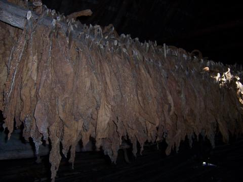 image Tabaco secándose, Cuba