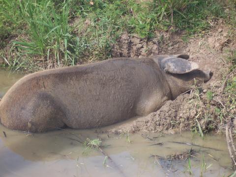 image Cerdo, Cuba