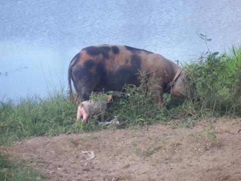 image Cerdo y lechón, Cuba