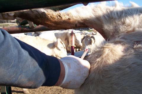 image Detalle vacuna