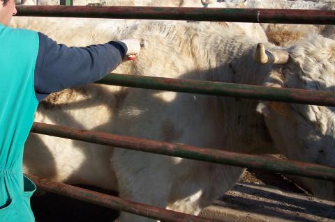 image Detalle vacuna