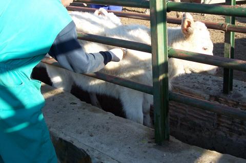 image Detalle vacuna