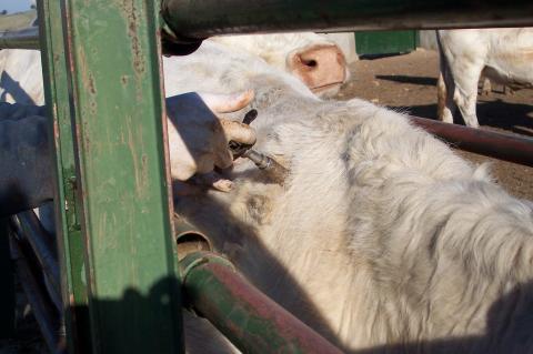 image Detalle vacuna
