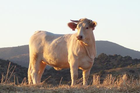 image Toros charoleses