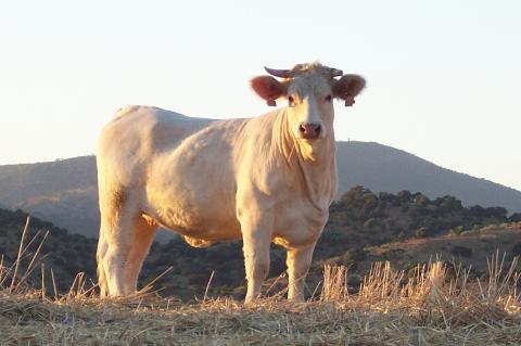 image Toros charoleses