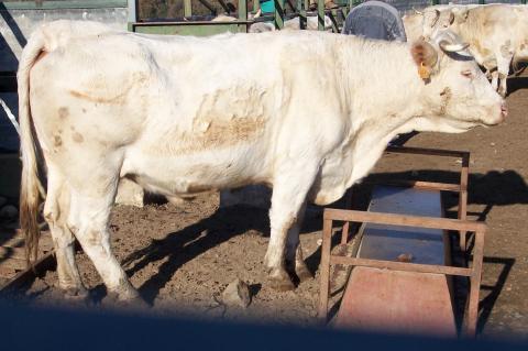 image Toros charoleses