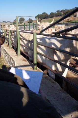 image Vacunando vacas