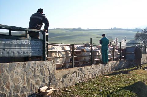 image Vacunando vacas