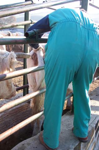 image Vacunando vacas