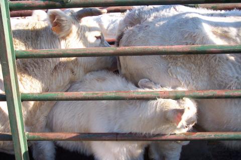 image Vacunando vacas