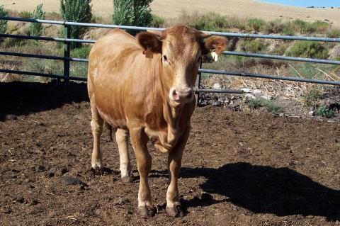 image Becerra cruzada