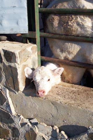 image Becerro atrapado en manga