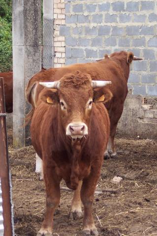 image Becerro limousine