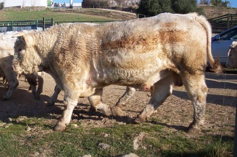 image Becerro semental charolés