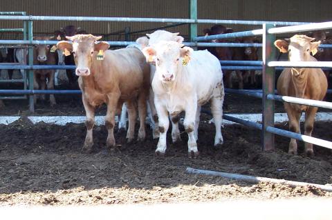 image Becerros charoleses y cruzados