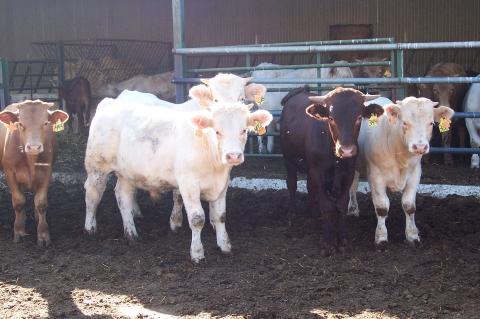 image Becerros en cercado