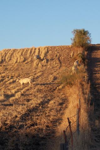 image Charolesas pastando