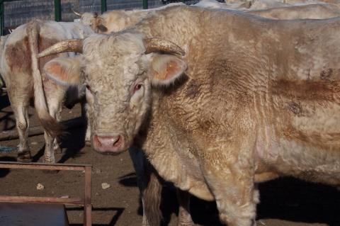 image Detalle añojo charolés