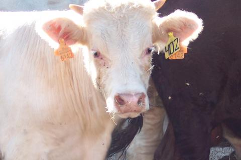 image Detalle becerro charolés