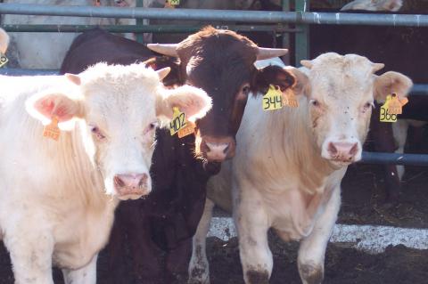 image Detalle becerros