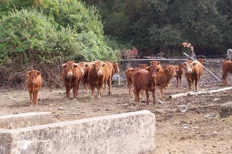 image Limousines en cercado