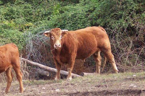 image Toro limousine