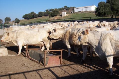 image Vacas charolesas en cercado