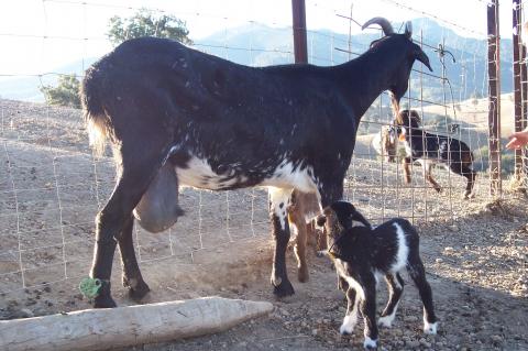 image Cabra con crias