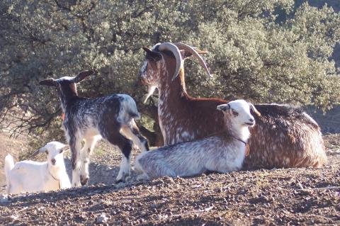 image Cabra con crias