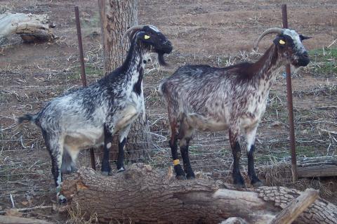 image Cabras en cercado