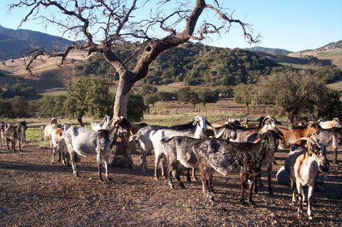 image Cabras en cercado
