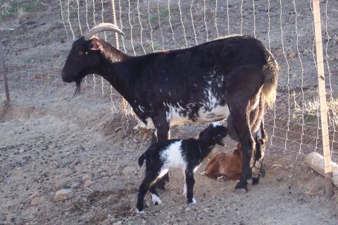 image Cabrito mamando