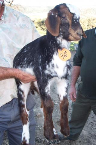 image Cabritos recien nacidos