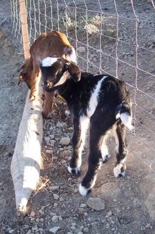 image Cabritos recien nacidos