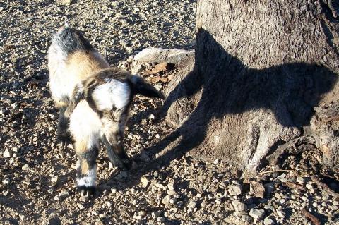 image Cabritos recien nacidos