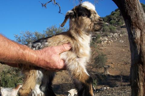 image Cabritos recien nacidos