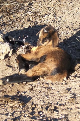 image Cabritos recien nacidos