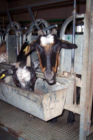 image Detalle cabra en cebadero