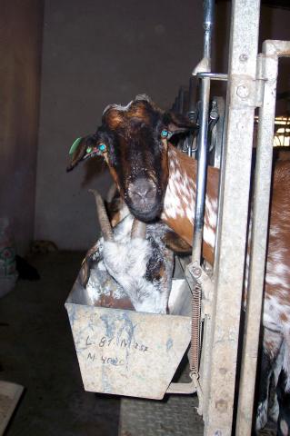 image Detalle cabra en cebadero