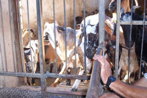 image Entrada de cabras en módulo