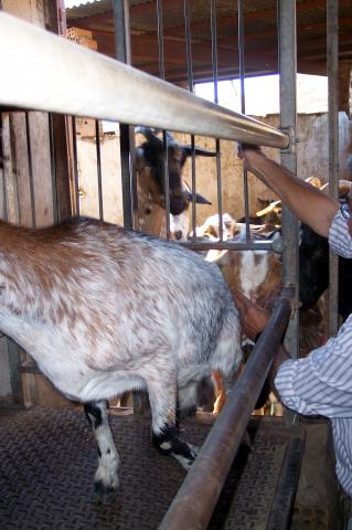 image Entrada de cabras en módulo
